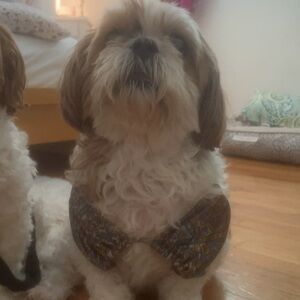 Stylish Brown and White Dog Bow Tie